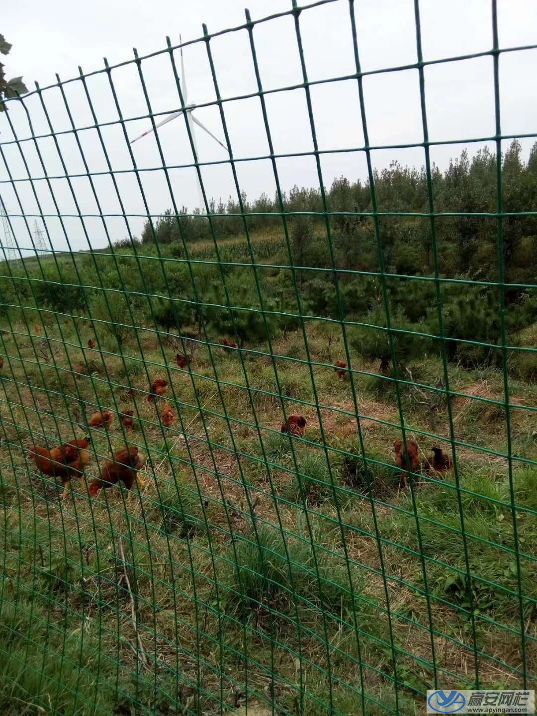 养鸡场围栏